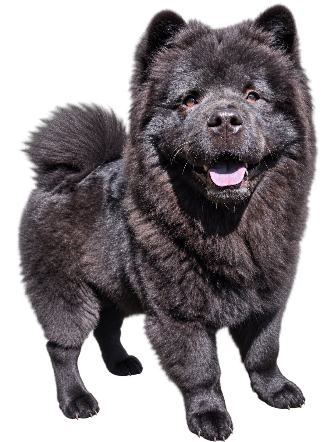 Perro Chow Chow