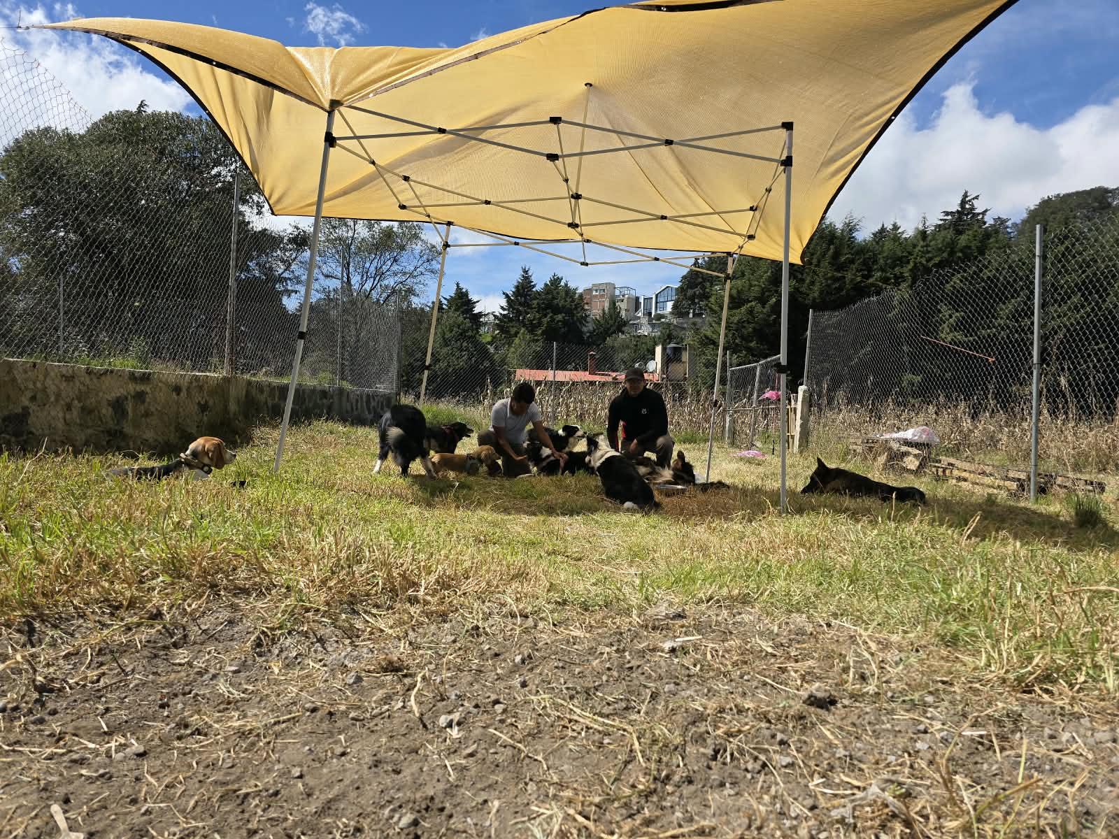Perros conviviendo en la guardería