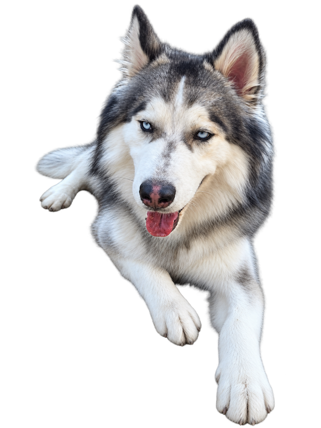 Husky gris y blanco