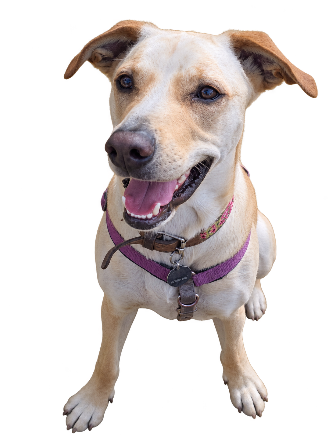 Perro feliz